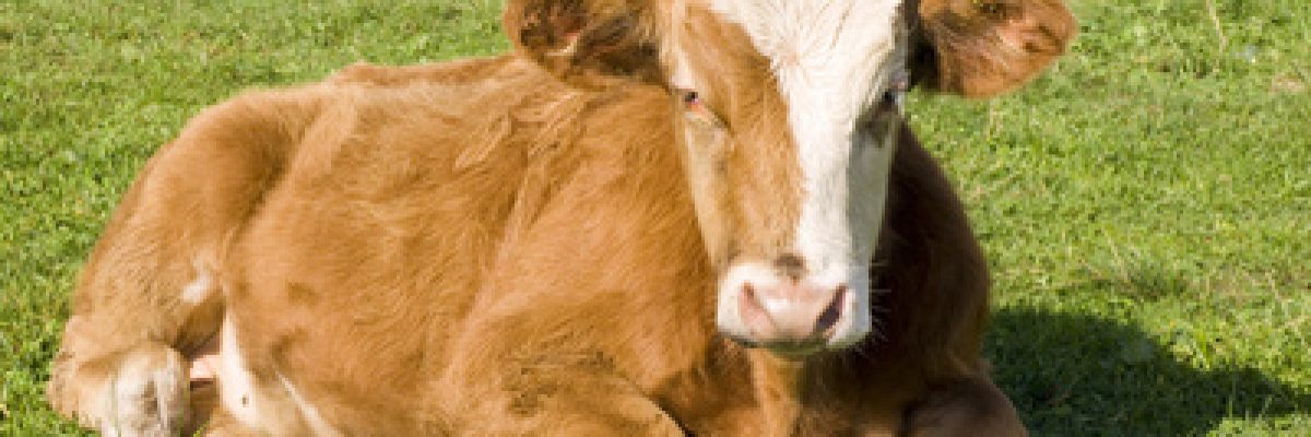What is the reason for lack of manganese in cattle? What should cattle do if they lack manganese?