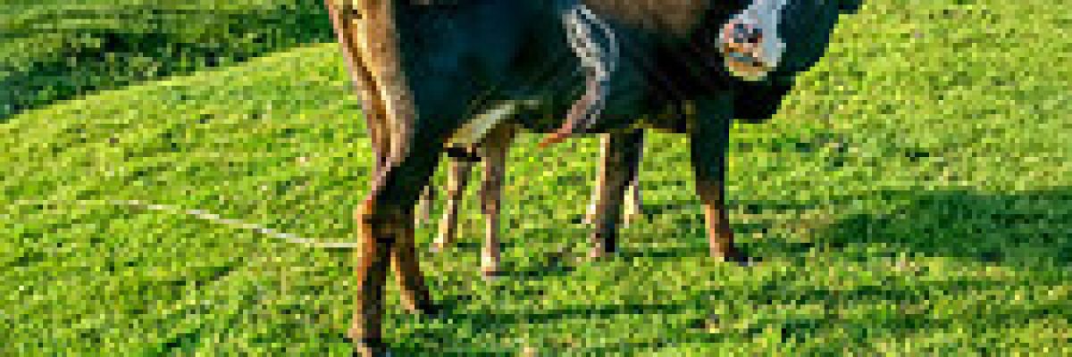 What is the cause of cow cold?