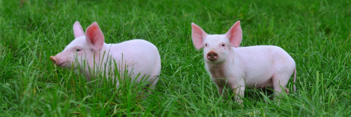 How to treat piglets without food? How do piglets lose weight without eating?