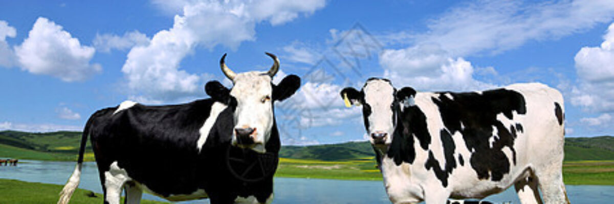 Is it better to mix the cow fodder into the grass or feed it alone?