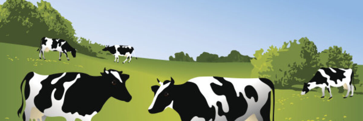 Summer is hot! How to prevent heatstroke and reduce the temperature of dairy cows?