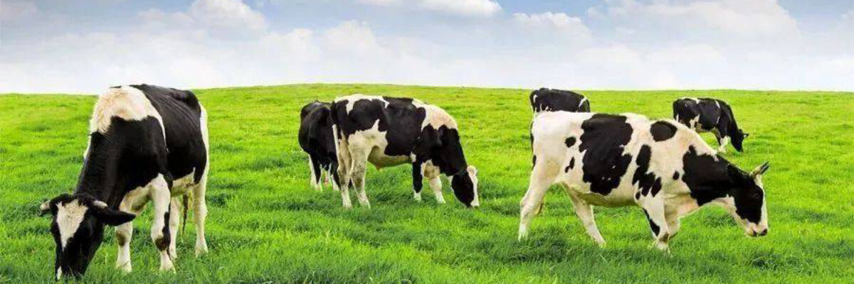 What are the symptoms of cow ketosis? How to treat cow ketosis?