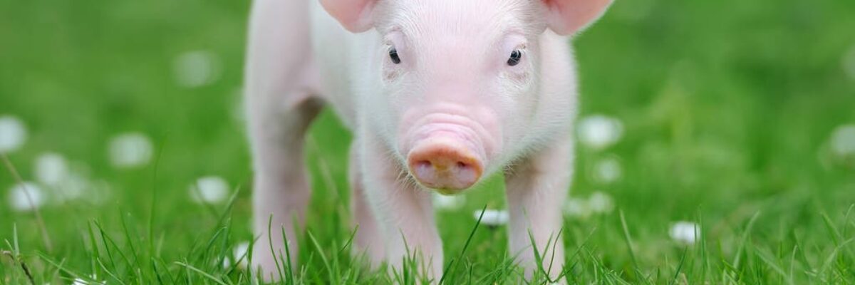Teach you a few tricks to let piglets gain weight as quickly as possible during the feeding season!