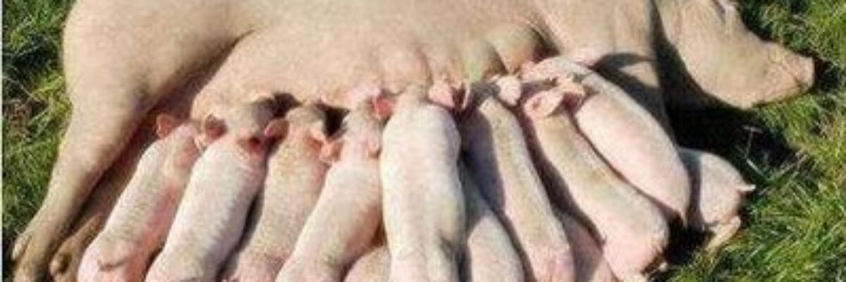 Feeding and management methods of sows in winter