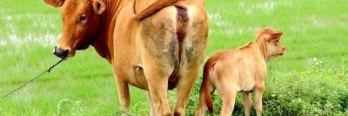 In spring, the incidence of rumen food accumulation in cattle is high, pay attention to strengthen prevention and control!
