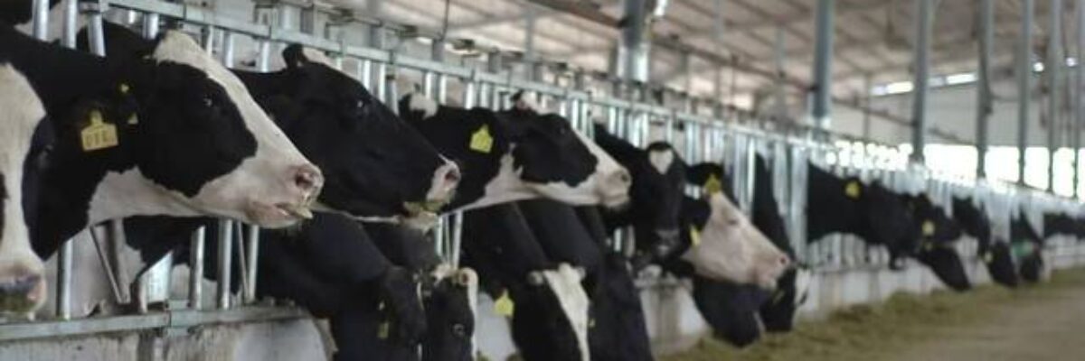 The cause of bovine hoof disease, and the prevention and treatment of bovine hoof disease!