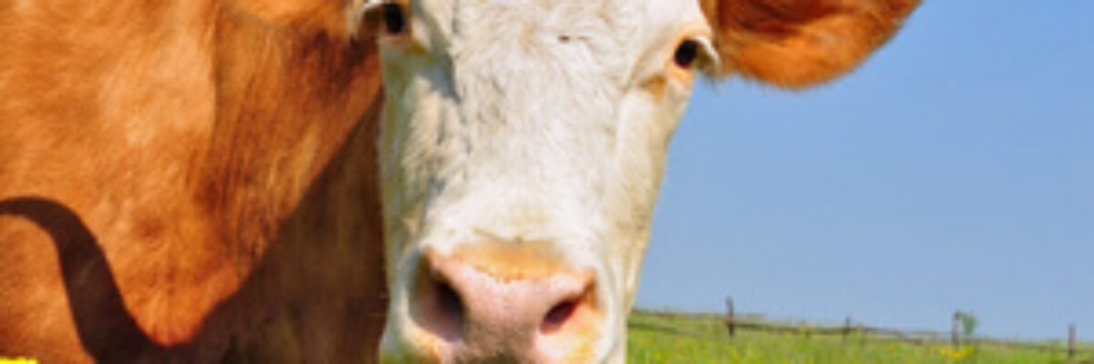 Cattle farmers should understand the five "fatal" weaknesses of cattle!
