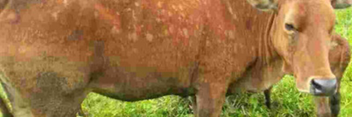 How is bovine nodular dermatosis caused? How to treat bovine nodular dermatosis?