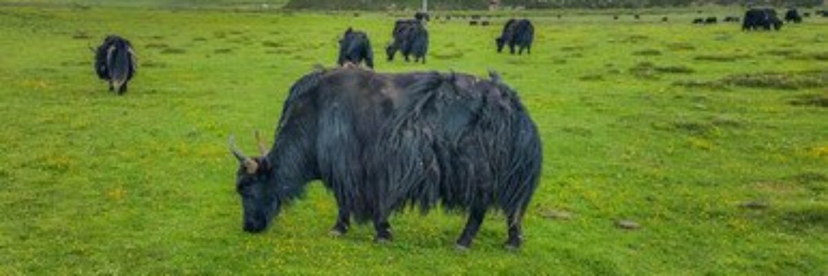 What causes bovine lung disease? What is the best medicine to treat bovine lung disease?