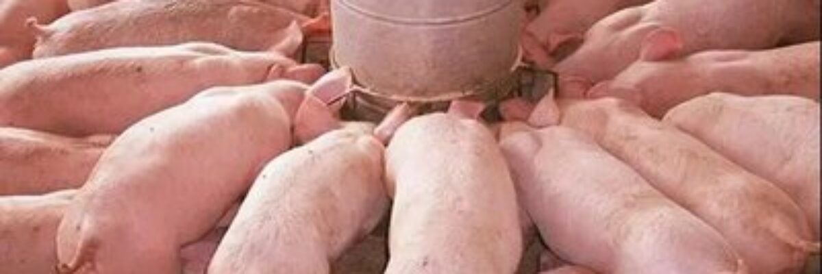 Do these 7 things in spring pig breeding to reduce the number of pigs getting sick!