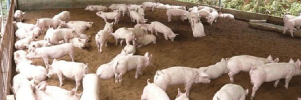 How to deal with pig manure? Three great tricks for piggery manure cleaning!