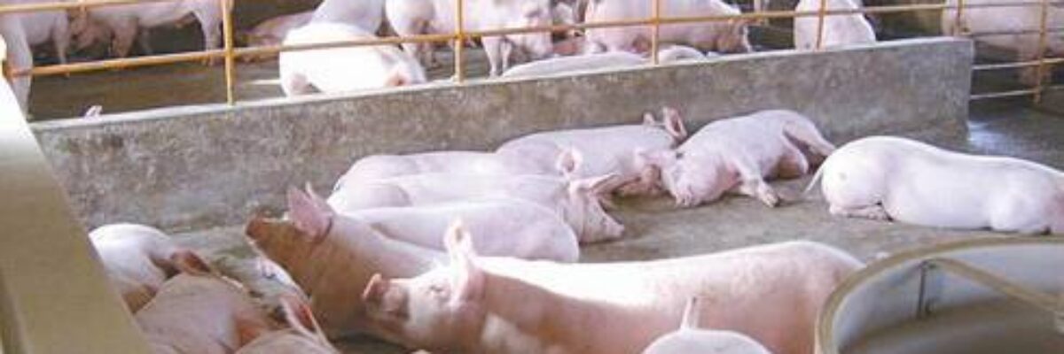 Pig farmers see that quicklime is used for disinfection in pig houses!