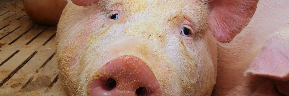 How to treat the fecal water of pig farms? These methods are worth learning
