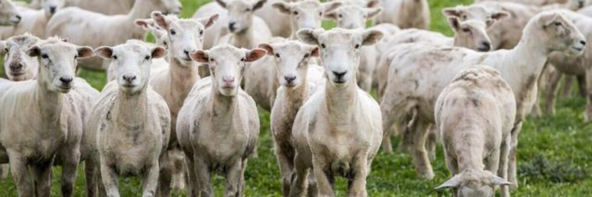 What should sheep eat to get fat as soon as possible? What about lean sheep?
