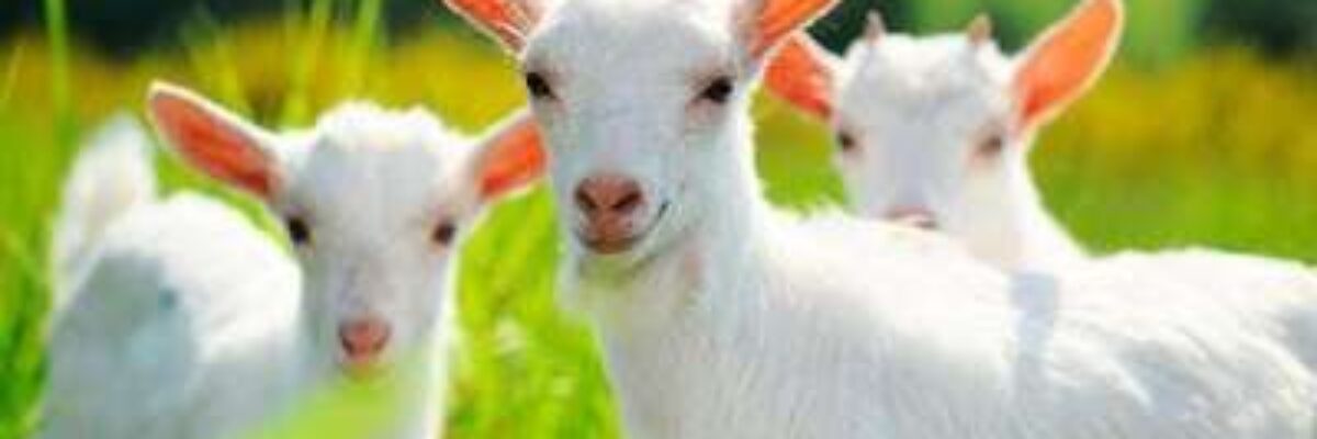 What should sheep eat to get fat as soon as possible? What about lean sheep?