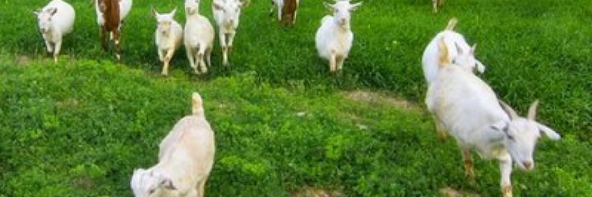 Five ways to save money raising sheep!