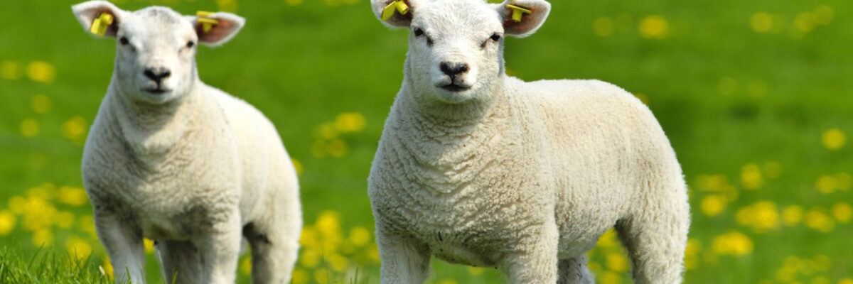 Four things to do well in raising lambs in winter