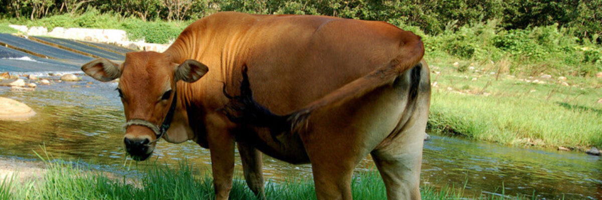 Beef cattle breeding technology: how to raise beef cattle efficiently
