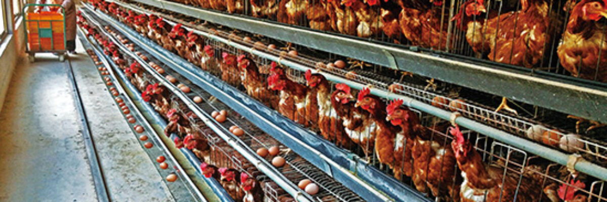 What's wrong with the increase of defective eggs? Chicken breeders look at five common causes of defective eggs!