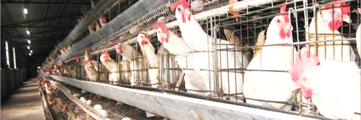 How many soft-shell eggs and broken eggs? Chicken salpingitis is treated like this!