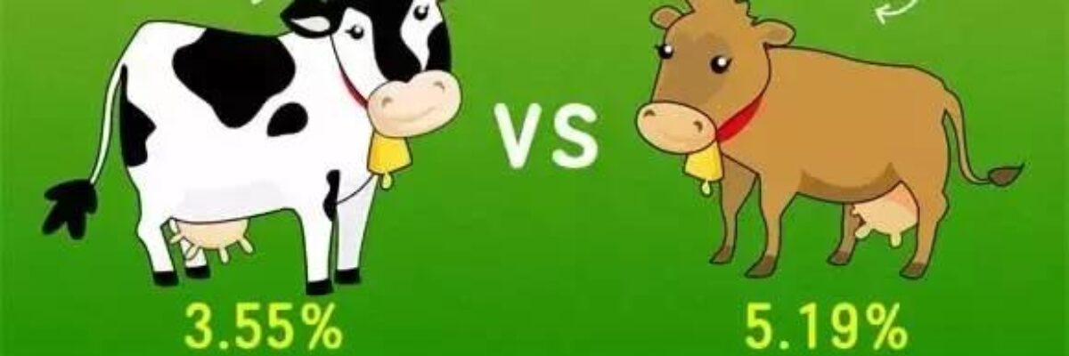 What is the difference between Jersey cows and black and white cows?