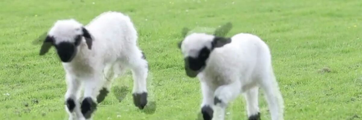 What are the characteristics of black nose sheep? What food does black-nosed sheep not eat?